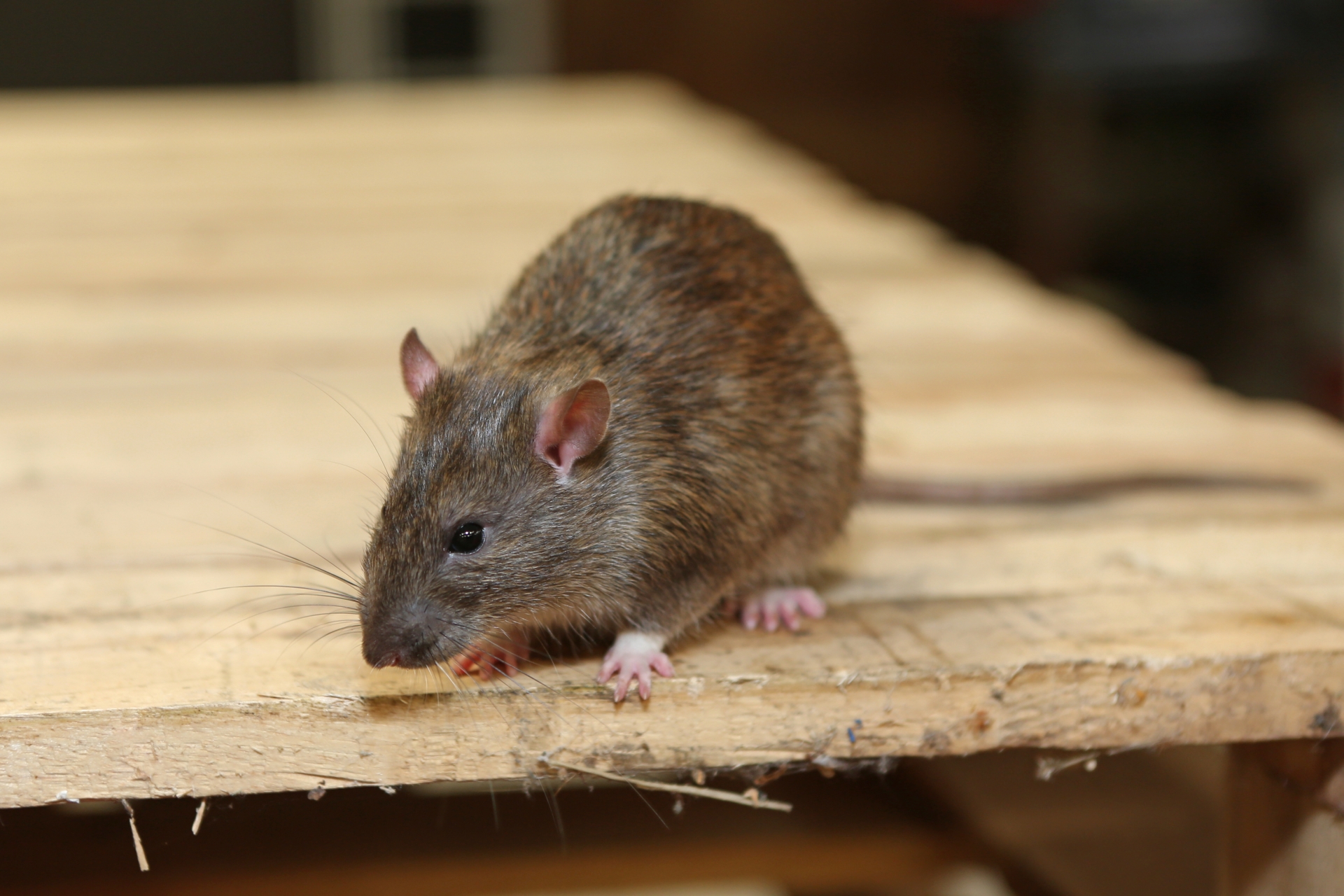 Rat Infestation, Pest Control in Harefield, Denham, UB9. Call Now 020 8166 9746
