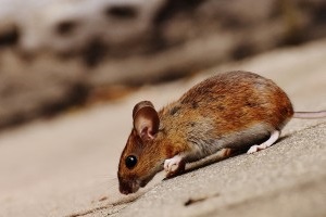 Mouse extermination, Pest Control in Harefield, Denham, UB9. Call Now 020 8166 9746