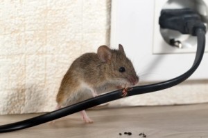 Mice Control, Pest Control in Harefield, Denham, UB9. Call Now 020 8166 9746