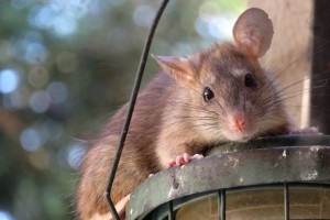 Rat Control, Pest Control in Harefield, Denham, UB9. Call Now 020 8166 9746