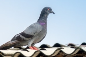 Pigeon Pest, Pest Control in Harefield, Denham, UB9. Call Now 020 8166 9746
